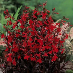 Lobelia Queen Victoria 8 Lobelia Queen Victoria -OWL Plant Shop 410122 2