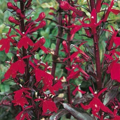 Lobelia Queen Victoria 9 Lobelia Queen Victoria -OWL Plant Shop 410122 3