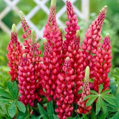 Lupin Gallery Mix 9 Lupin Gallery Mix -OWL Plant Shop 410123 2