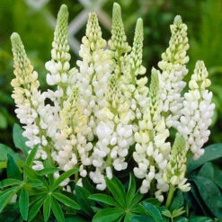 Lupin Gallery Mix 10 Lupin Gallery Mix -OWL Plant Shop 410123 3