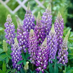 Lupin Gallery Mix 11 Lupin Gallery Mix -OWL Plant Shop 410123 4
