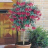 Flowering Fuchsia Tree 2 Flowering Fuchsia Tree -OWL Plant Shop 450008