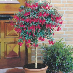 Best Seller 5 Flowering Fuchsia Tree