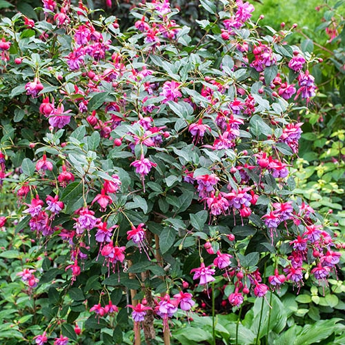 Flowering Fuchsia Tree 5 Flowering Fuchsia Tree - Image 3