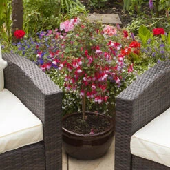 Flowering Fuchsia Tree 14 Flowering Fuchsia Tree -OWL Plant Shop 450008 3