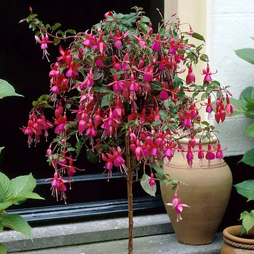 Flowering Fuchsia Tree 8 Flowering Fuchsia Tree - Image 6