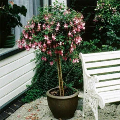 Flowering Fuchsia Tree 17 Flowering Fuchsia Tree -OWL Plant Shop 450008 6
