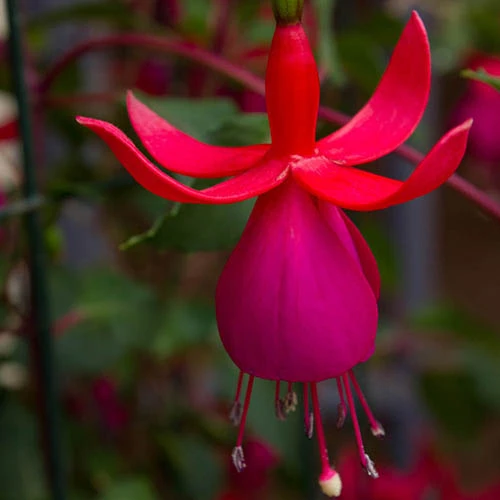 Flowering Fuchsia Tree 10 Flowering Fuchsia Tree - Image 8