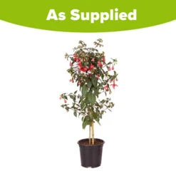 Flowering Fuchsia Tree 19 Flowering Fuchsia Tree -OWL Plant Shop 450008 8