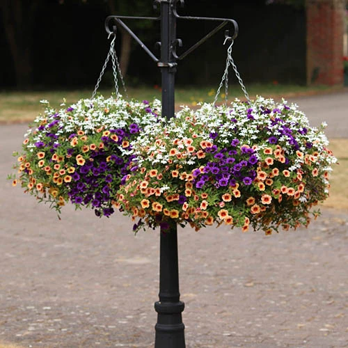 'Fruit Salad' Hanging Basket 4 'Fruit Salad' Hanging Basket - Image 2