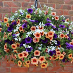 'Fruit Salad' Hanging Basket 8 'Fruit Salad' Hanging Basket -OWL Plant Shop 450013 2