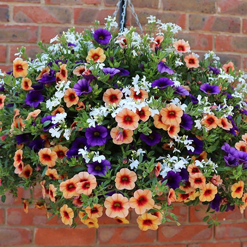 'Fruit Salad' Hanging Basket 5 'Fruit Salad' Hanging Basket - Image 3
