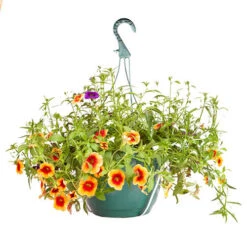 'Fruit Salad' Hanging Basket 9 'Fruit Salad' Hanging Basket -OWL Plant Shop 450013 3