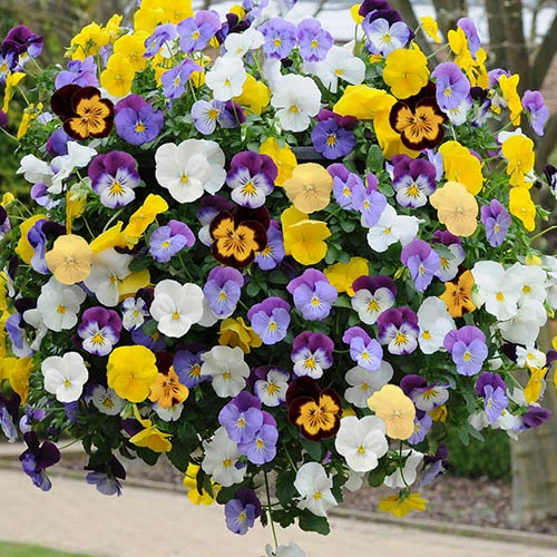 Preplanted Pansy Cool Wave 25cm Hanging Basket 3 Preplanted Pansy Cool Wave 25cm Hanging Basket
