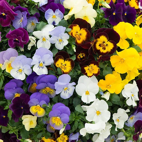 Preplanted Pansy Cool Wave 25cm Hanging Basket 4 Preplanted Pansy Cool Wave 25cm Hanging Basket - Image 2