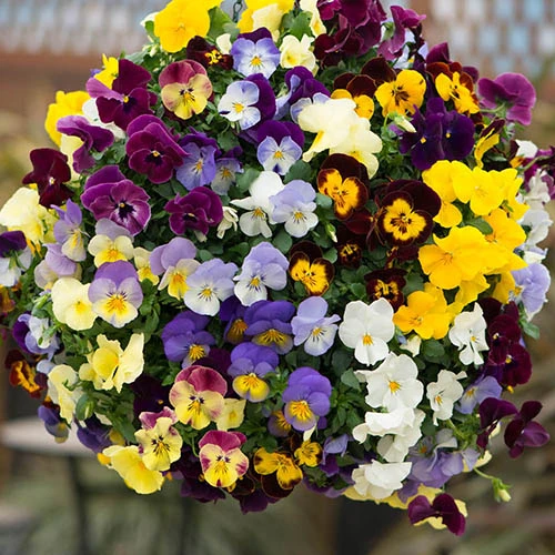 Preplanted Pansy Cool Wave 25cm Hanging Basket 5 Preplanted Pansy Cool Wave 25cm Hanging Basket - Image 3