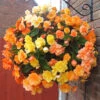 'Apricot Sparkle' Hanging Basket 2 'Apricot Sparkle' Hanging Basket -OWL Plant Shop 450042