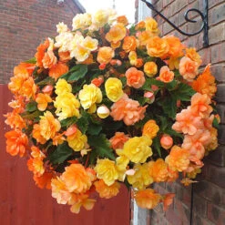 'Apricot Sparkle' Hanging Basket
