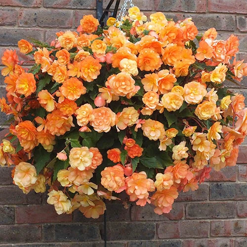 'Apricot Sparkle' Hanging Basket 5 'Apricot Sparkle' Hanging Basket - Image 3