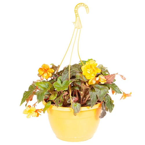 'Apricot Sparkle' Hanging Basket 7 'Apricot Sparkle' Hanging Basket - Image 5