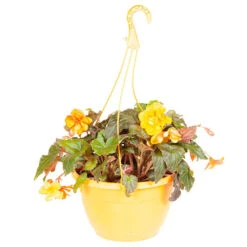 'Apricot Sparkle' Hanging Basket 13 'Apricot Sparkle' Hanging Basket -OWL Plant Shop 450042 5