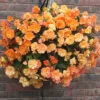 'Apricot Shades' Preplanted Baskets 2 'Apricot Shades' Preplanted Baskets -OWL Plant Shop 450048