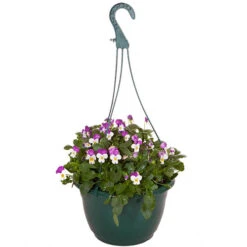 'Apricot Shades' Preplanted Baskets 11 'Apricot Shades' Preplanted Baskets -OWL Plant Shop 450048 4