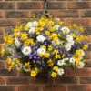 'Sherbet Lemon' Hanging Basket 1 'Sherbet Lemon' Hanging Basket -OWL Plant Shop 450080