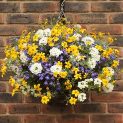 'Sherbet Lemon' Hanging Basket