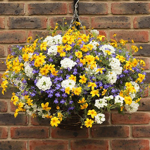 'Sherbet Lemon' Hanging Basket 3 'Sherbet Lemon' Hanging Basket