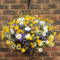 'Sherbet Lemon' Hanging Basket 8 'Sherbet Lemon' Hanging Basket -OWL Plant Shop 450080 2