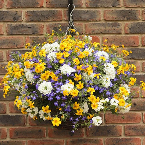 'Sherbet Lemon' Hanging Basket 5 'Sherbet Lemon' Hanging Basket - Image 3