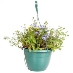 'Sherbet Lemon' Hanging Basket 9 'Sherbet Lemon' Hanging Basket -OWL Plant Shop 450080 3