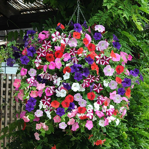 'Union Jack' Hanging Basket 3 'Union Jack' Hanging Basket