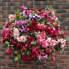 Hanging Basket Rattan Fuchsia Trailing 14'' 1 Hanging Basket Rattan Fuchsia Trailing 14'' -OWL Plant Shop 450145