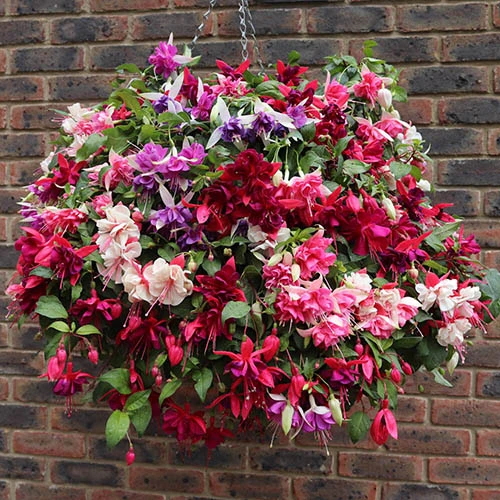 Hanging Basket Rattan Fuchsia Trailing 14'' 3 Hanging Basket Rattan Fuchsia Trailing 14''