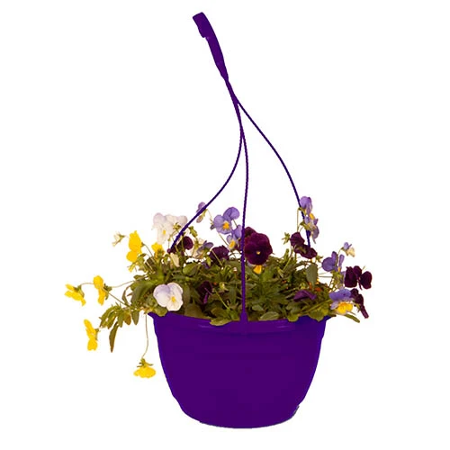 Cool Wave Berries & Cream Preplanted Basket 4 Cool Wave Berries & Cream Preplanted Basket - Image 2