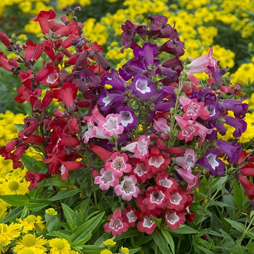 Hardy Penstemon Collection 3 Hardy Penstemon Collection