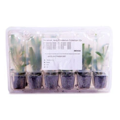 Hardy Penstemon Collection 13 Hardy Penstemon Collection -OWL Plant Shop 480044 5