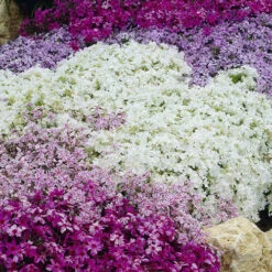 Carpet Phlox Collection