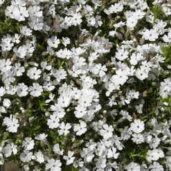 Carpet Phlox Collection 11 Carpet Phlox Collection -OWL Plant Shop 480358 2