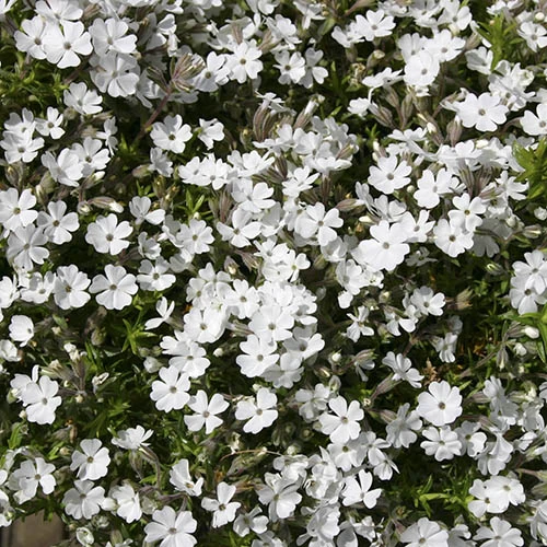 Carpet Phlox Collection 5 Carpet Phlox Collection - Image 3