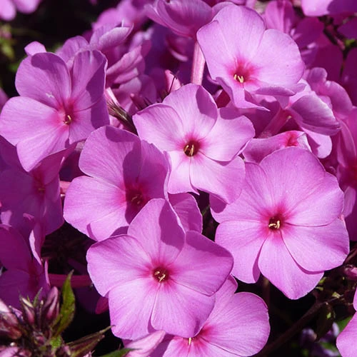 Carpet Phlox Collection 7 Carpet Phlox Collection - Image 5