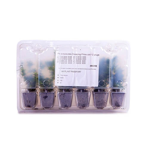 Carpet Phlox Collection 9 Carpet Phlox Collection - Image 7