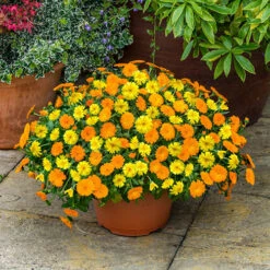 Best Seller 17 Power Daisy Collection