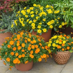 Best Seller -OWL Plant Shop 480393 1