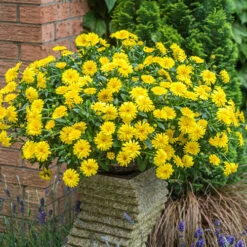 Power Daisy Collection 13 Power Daisy Collection -OWL Plant Shop 480393 2