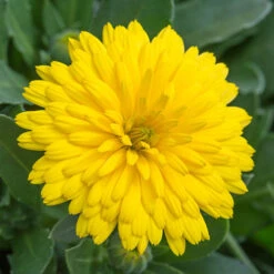 Power Daisy Collection 15 Power Daisy Collection -OWL Plant Shop 480393 4