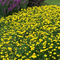 Power Daisy Collection 17 Power Daisy Collection -OWL Plant Shop 480393 6