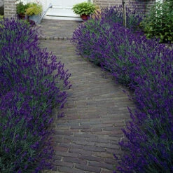 Lavender 'Hidcote' Plug Plants X 12